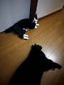 chiko