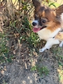 chiko