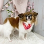 chiko
