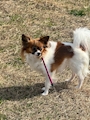 chiko