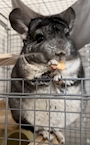 chiko