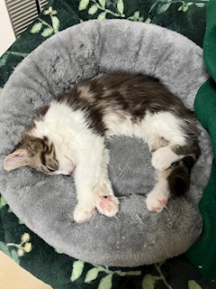 RINO「店休日🫧」