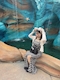 プロフィール写真1・もも|Ragdoll・ラグドール - 郡山・朝日のスナック