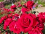 新着ブログ 🌹