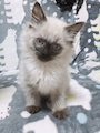 chiko