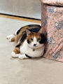 chiko