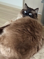 chiko
