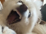 *