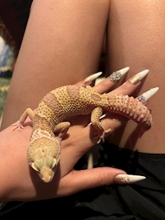 あゆ「🦎🦎🦎」
