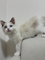 chiko