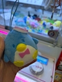 chiko
