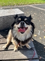 chiko