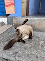 chiko