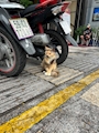 chiko