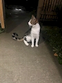 chiko
