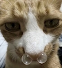 新着ブログ 🐱