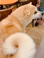chiko