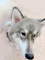chiko