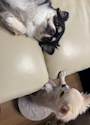 chiko