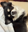 chiko