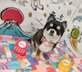 chiko