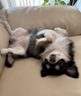 chiko