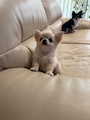 chiko