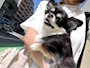 chiko