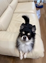 chiko