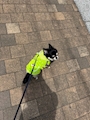 chiko