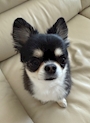 chiko