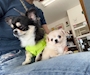 chiko