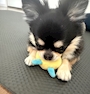 chiko