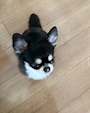 chiko