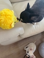 chiko