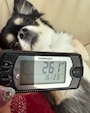 chiko