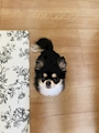 chiko