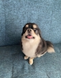chiko