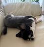chiko
