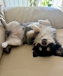 chiko