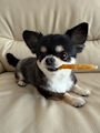 chiko