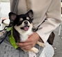 chiko