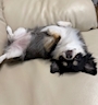 chiko