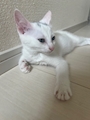 chiko