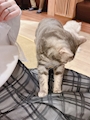 chiko