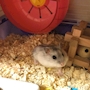 chiko