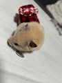 chiko