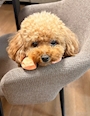 chiko