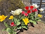 新着ブログ チューリップ🌷