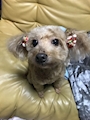 chiko